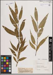 Foto von Salix fragilis L.
